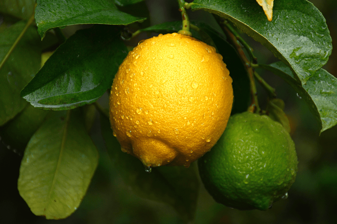 Ilmolía essential citrus